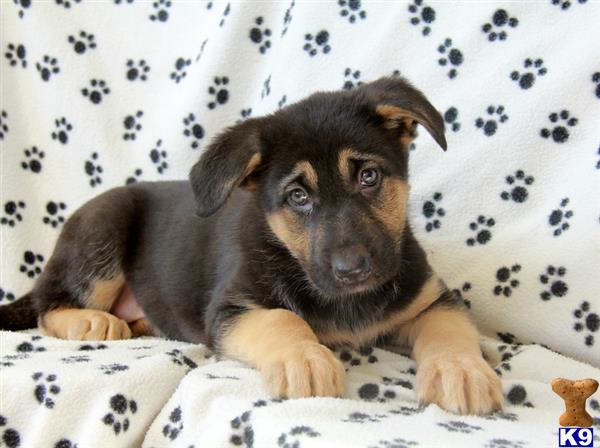 mypups4ever Picture 1
